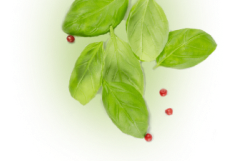 Лист